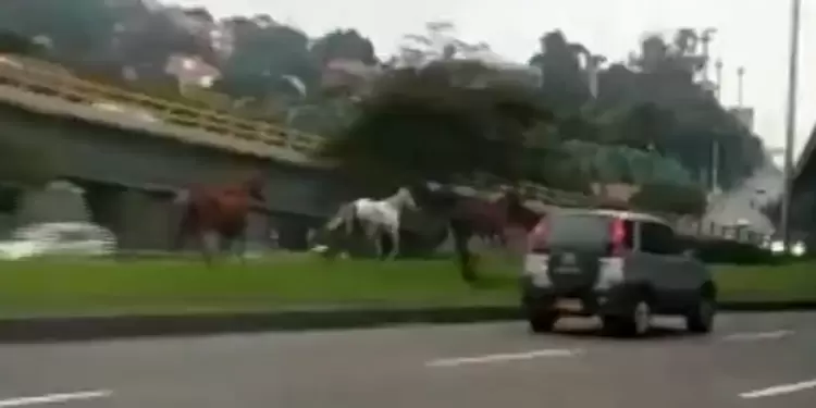 Caballos en la Av. Boyacá