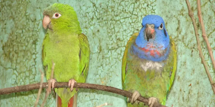 Loros