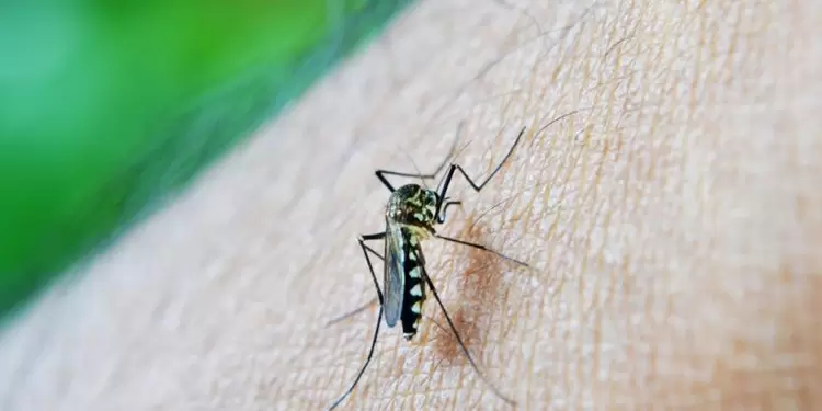 Mosquito transmisor del dengue