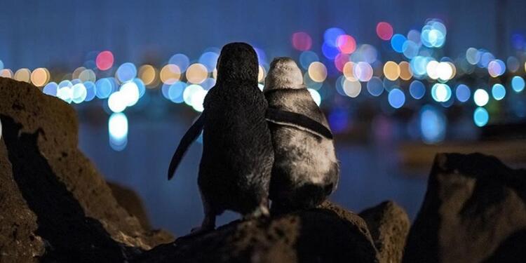 Pingüinos abrazándose