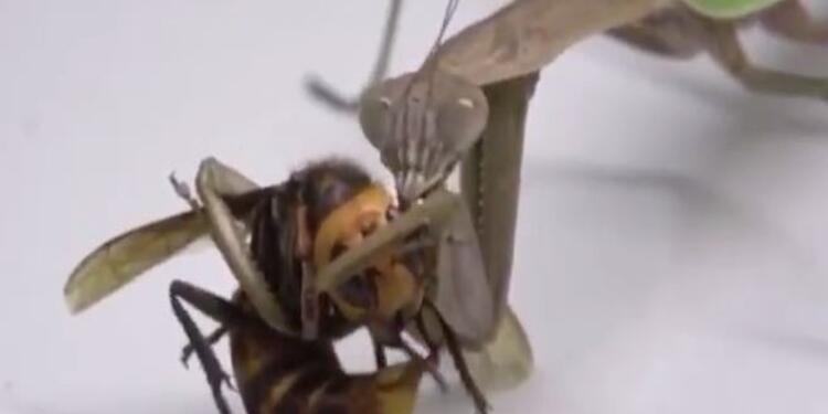 Mantis acaba con avispón asesino