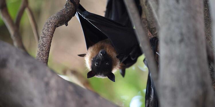 El Nipah tendría origen en los murciélagos