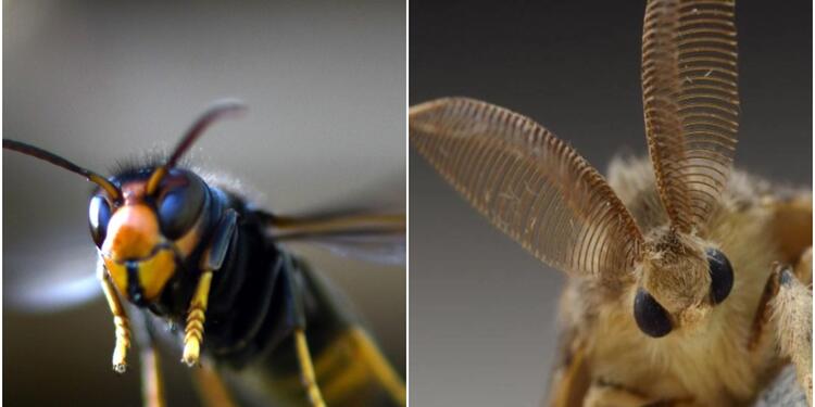 Polilla gitana