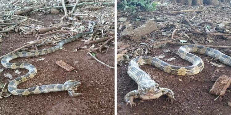 Serpiente con patas