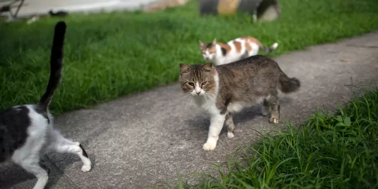 Gatos