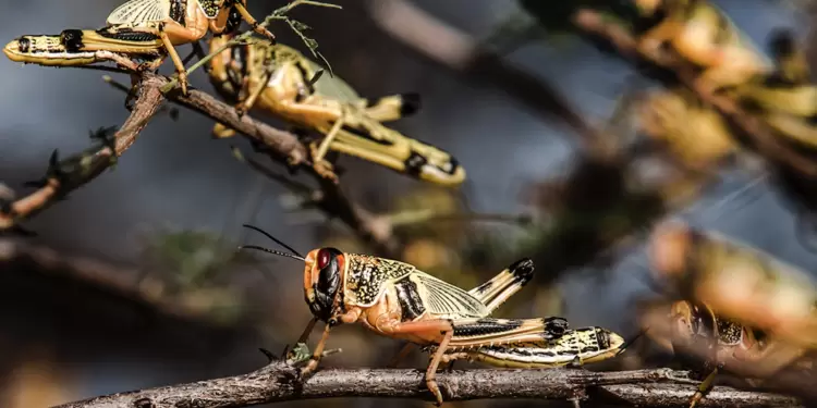 Plaga de langostas llegará a Brasil