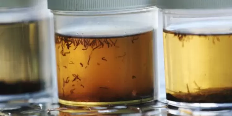 dengue
