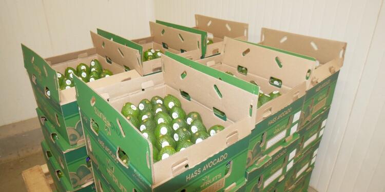 Aguacate, Puerto, Santa Marta, Exportación, Estados Unidos