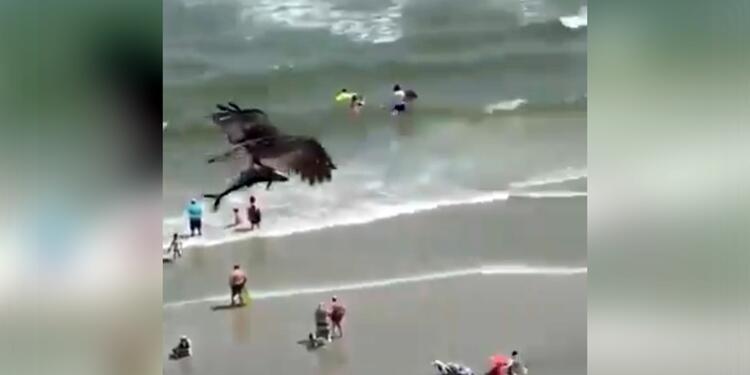 Águila caza tiburón