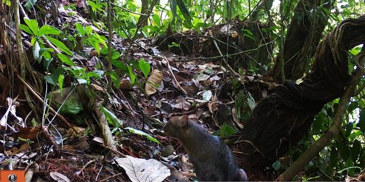 Jaguarundi 3