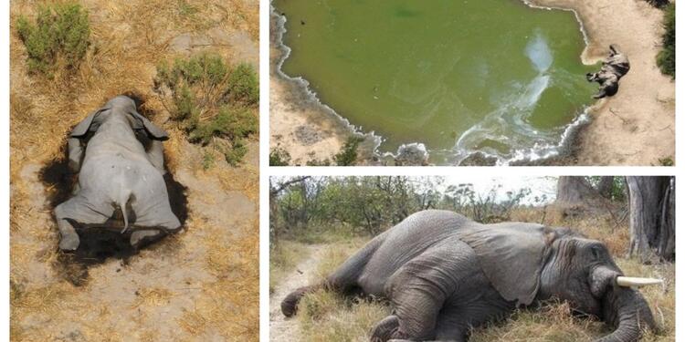 Muerte de elefantes en Botswana