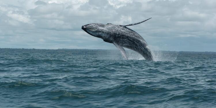 Ballenas jorobadas