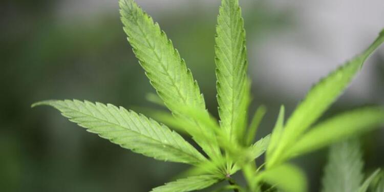 Cultivo de cannabis medicinal.