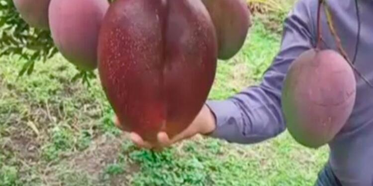 El mango más grande del mundo es colombiano