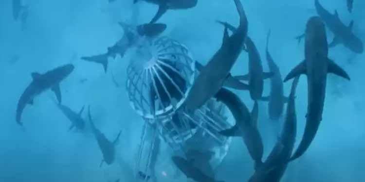 Experimento con sangre en tiburones
