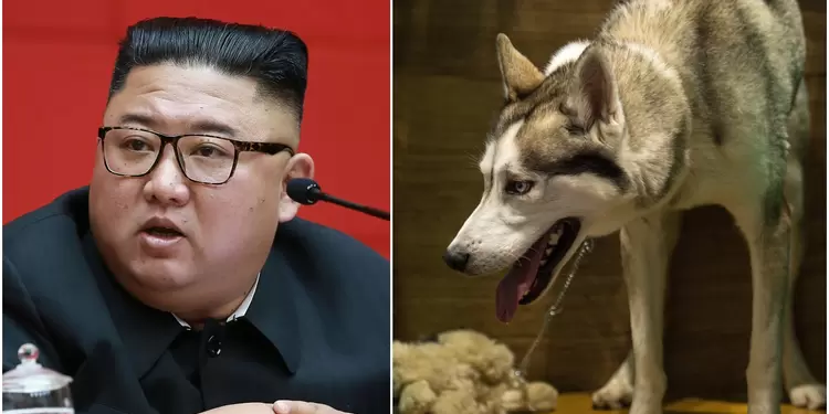 Kim Jong ordena que los perros en la capital de Corea del Norte sean confiscados