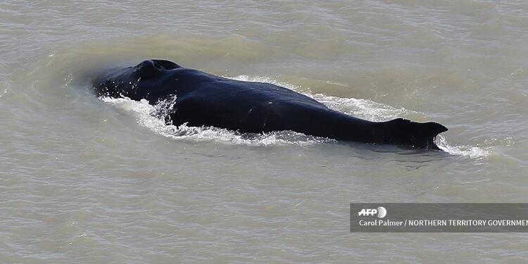 Ballenas