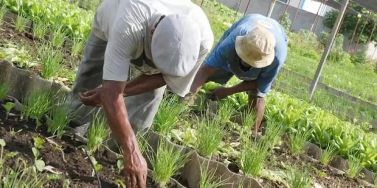 Agricultores del Tolima.