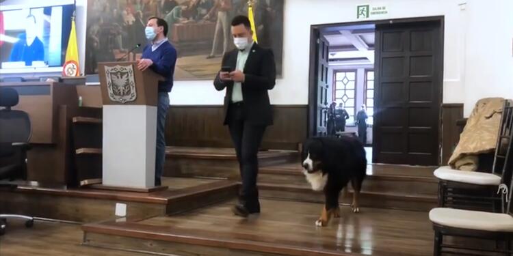 Perro en el Concejo de Bogotá