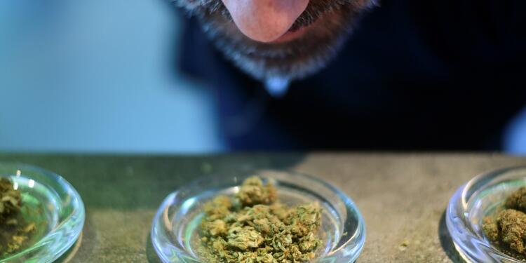 Cannabis