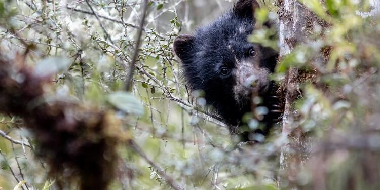 Oso de anteojos en el Parque Nacional Chingaza (Cundinamarca).