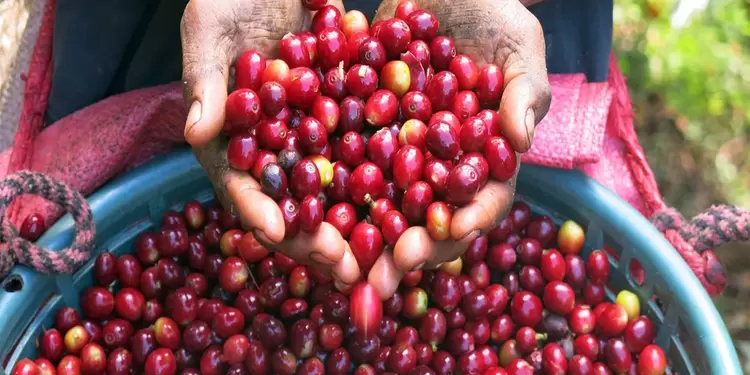 café colombiano