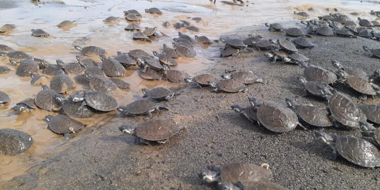 Tortugas liberadas en el río Sinú.