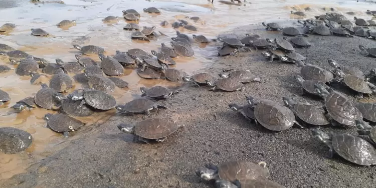 Tortugas liberadas en el río Sinú.