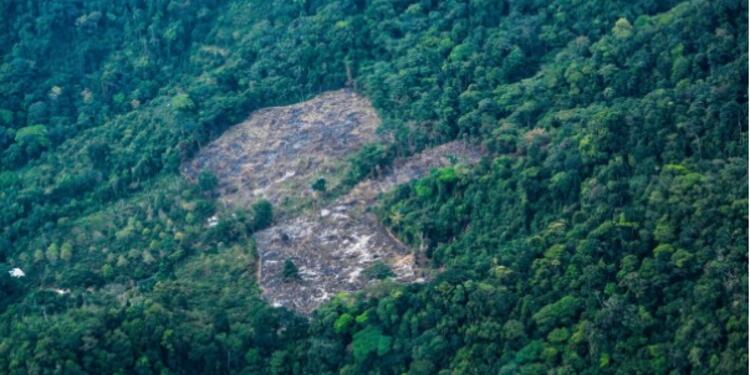 Deforestación en la Amazonia colombiana.