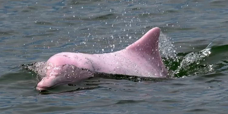 Avistamiento de delfines rosados en Hong Kong