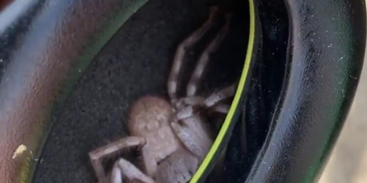 Araña en audífonos