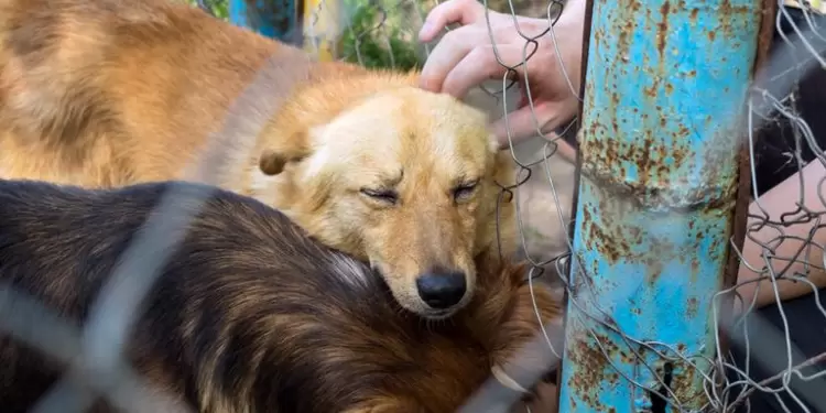 Perros y Gatos