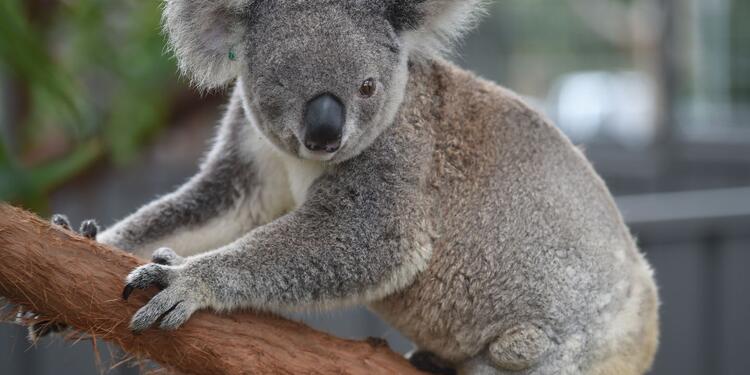 Koalas australianos