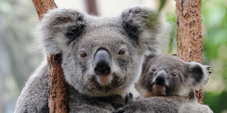 El koala australiano es una especie en peligro de extinción.