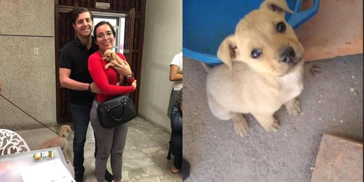 Pareja que adoptaba cachorros se los habría dado de comer a sus serpientes en México