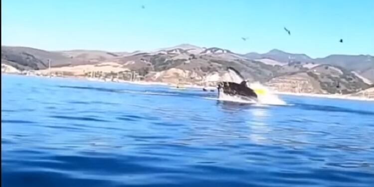 Ballena jorobada Ballena jorobada