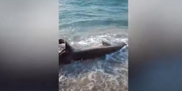 Tiburón atacado por un pez espada