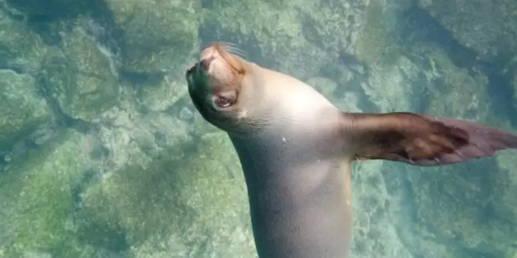 Foca Foca