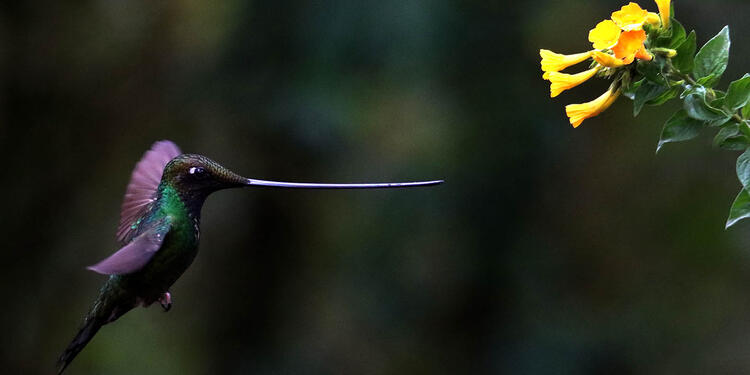El colibrí en Monserrate - Paramuno