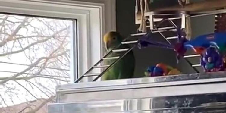 Loro