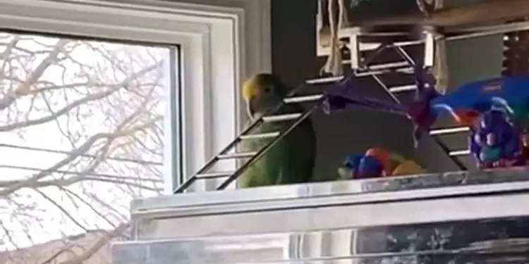 Loro