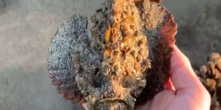 Se grabó cogiendo al pez más venenoso del mundo para ser viral