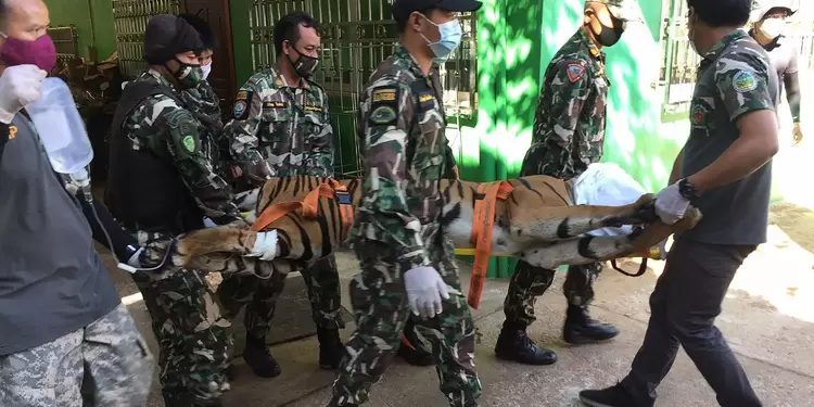 Hallan un tigre decapitado en un falso zoológico de Tailandia Hallan un tigre decapitado en un falso zoológico de Tailandia