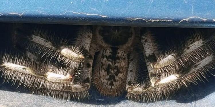 La araña 'peluda' que encontró una mujer en su carro