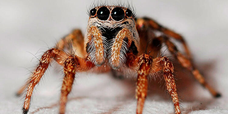 Terrorífica araña, la mascota de un joven en Australia