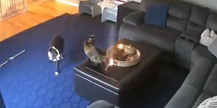Gato al que se le quema la cola