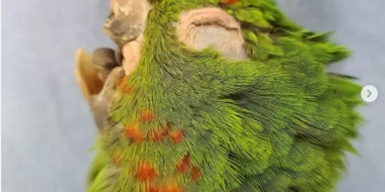 Loro - Implante de pico