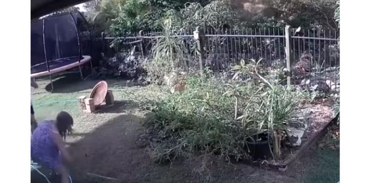 La lucha de una mujer con una pitón para salvar a su perro