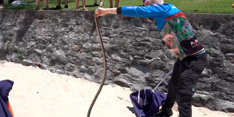 Serpiente hallada cerca de parque infantil