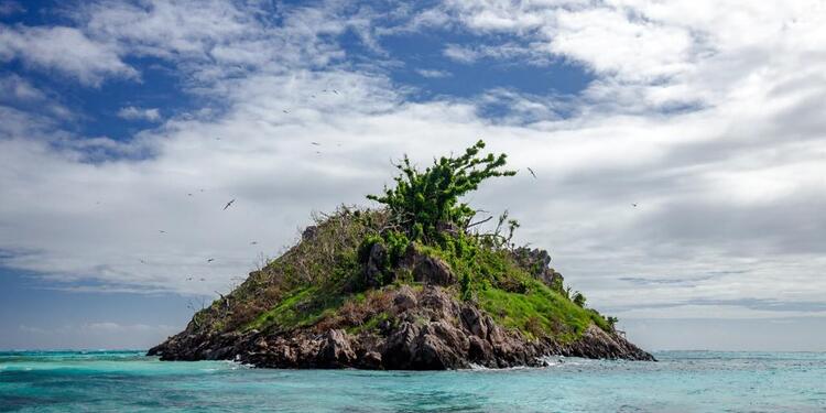 Aves en la isla de Providencia.